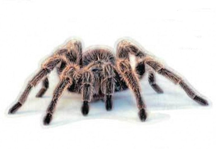 Spider 'Tarantulas | Set of 2' Vinyl Car Sticker