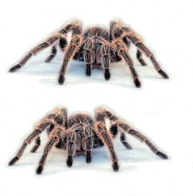 Spider 'Tarantulas | Set of 2' Vinyl Car Sticker