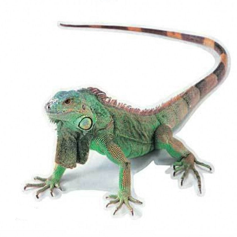 Green Iguana Vinyl Car Sticker