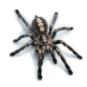 Spider 'Tarantula' Vinyl Car Sticker