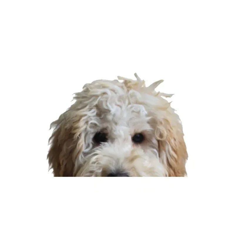 Labradoodle Dog 'Toy Poodle' Vinyl Car Peeker Sticker