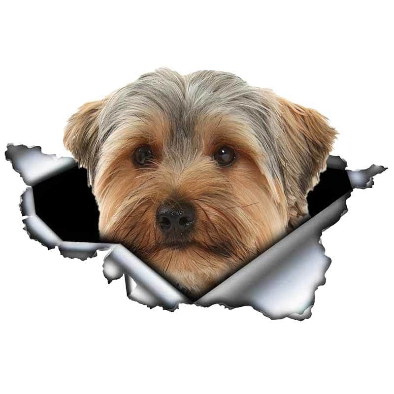 Ripped Torn Hole 'Yorkshire Terrier | Looking' Vinyl Car Peeker Sticker