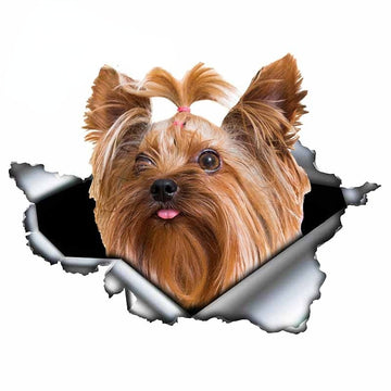 Ripped Torn Hole 'Yorkshire Terrier | Silly' Vinyl Car Peeker Sticker