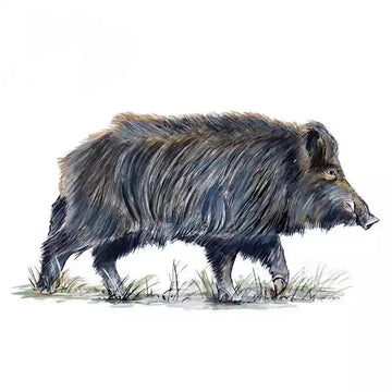 Wild Boar 'Walking' Vinyl Car Sticker