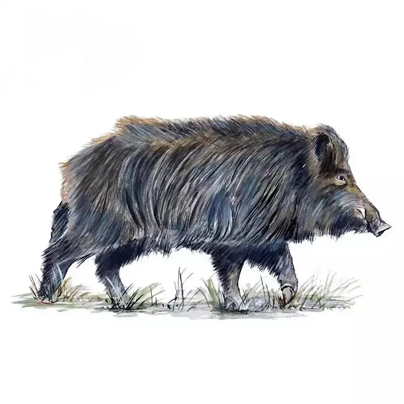 Wild Boar 'Walking' Vinyl Car Sticker