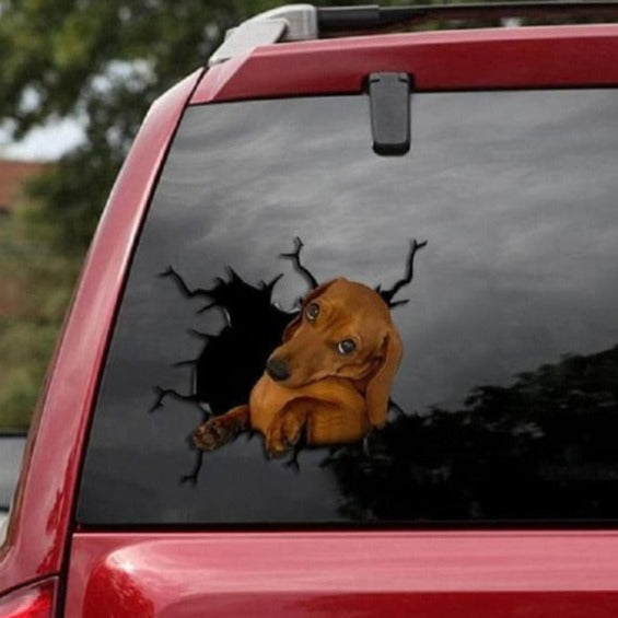 Dachshund 'Shy' Car Window Vinyl Sticker