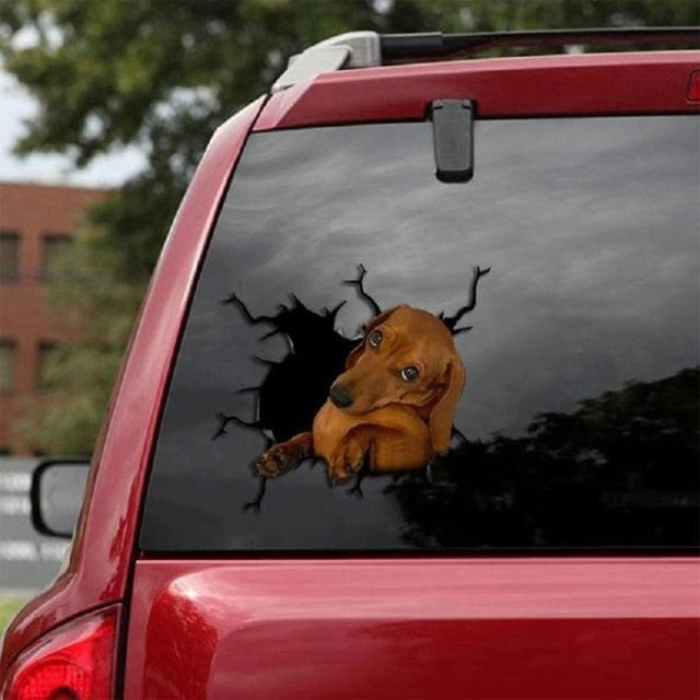 Dachshund 'Shy' Car Window Vinyl Sticker